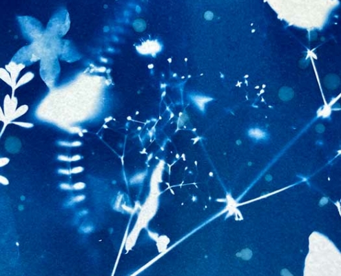 Abbildung von Cyanotypie von Maike Denker