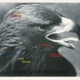 Abbildung von Lothar Baumgarten. Land of the Spotted Eagle. 1968