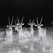 Abbildung von Jelena Bulajić. After Sugimoto. Gemsbok. 2023