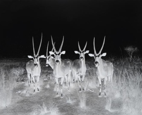 Abbildung von Jelena Bulajić. After Sugimoto. Gemsbok. 2023