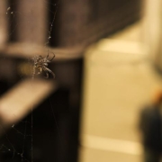 Abbildung von Rosa Aiello und Pitt Wenninger. Base and Superstructure. 2025