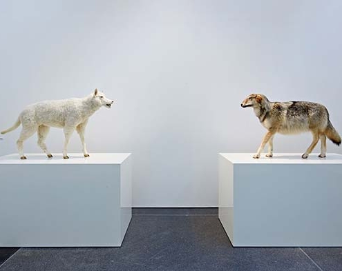 bis 2029<br>DORTMUND | Museum Ostwall im Dortmunder U: let’s talk. sprechen über kUNSt Installation von Timm Ulrichs mit einem weißen Wolf im Schafspelz und einem Schaf im Wolfspelz, die sich auf zwei weißen Sockeln gegenüberstehen