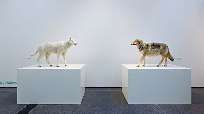 bis 2029<br>DORTMUND | Museum Ostwall im Dortmunder U: let’s talk. sprechen über kUNSt Installation von Timm Ulrichs mit einem weißen Wolf im Schafspelz und einem Schaf im Wolfspelz, die sich auf zwei weißen Sockeln gegenüberstehen